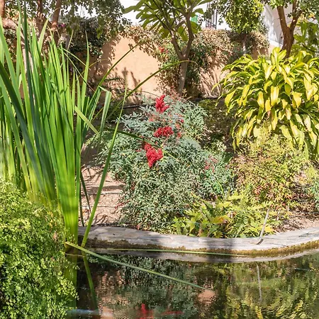 Rabat 7 Oasis * נרחה